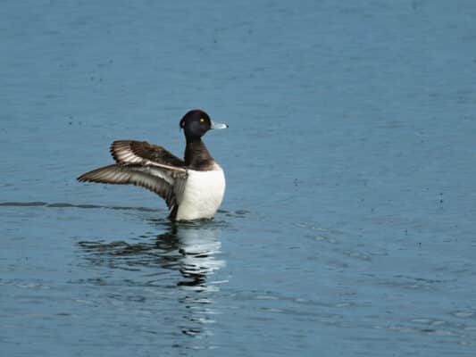 Vögel 0207048